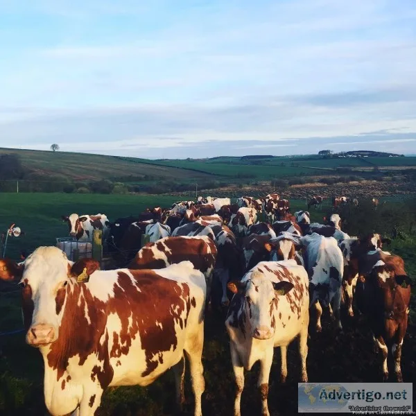 Bull sired Ayrshire heifers