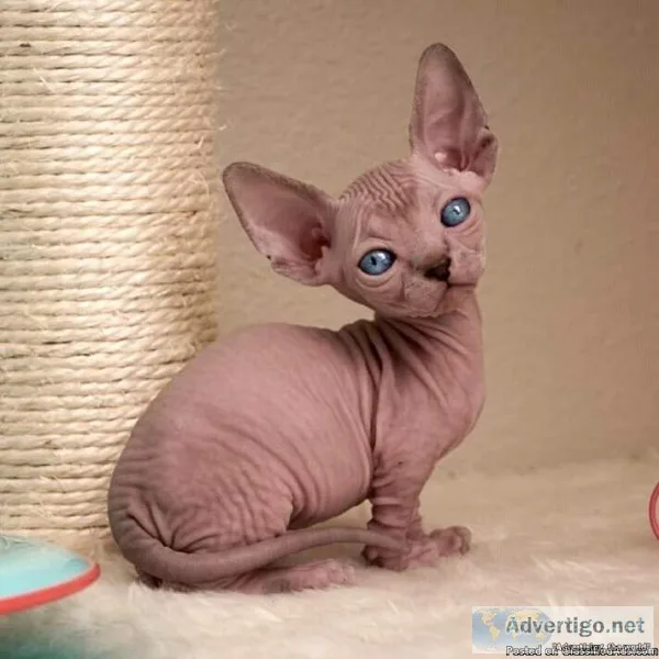 Sphynx cat breed