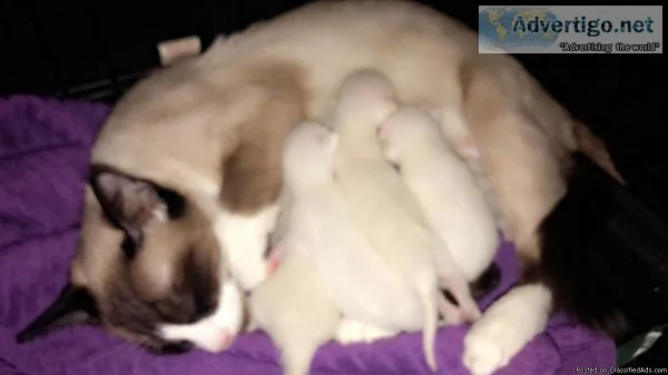 Siamese kittens