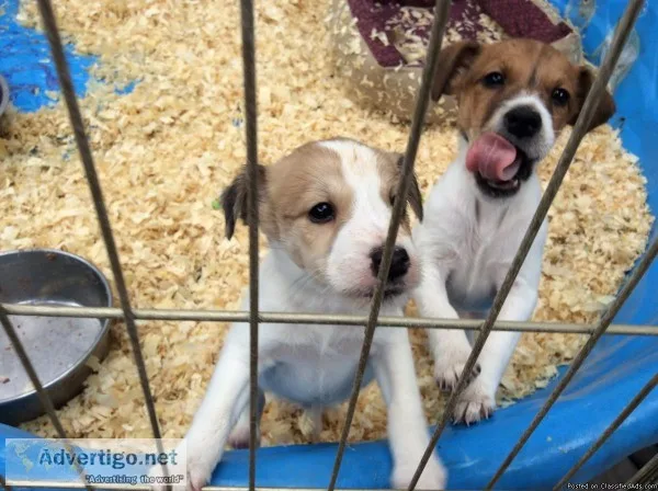 Jack Russell pups. 2 Males available