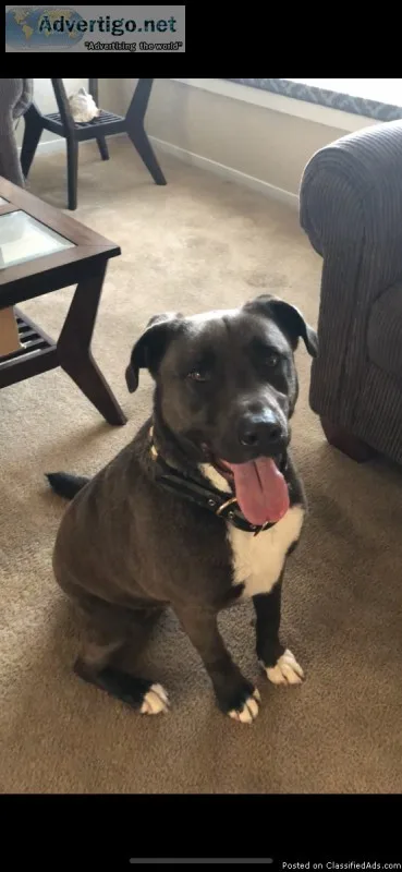 Loving Lab Mix