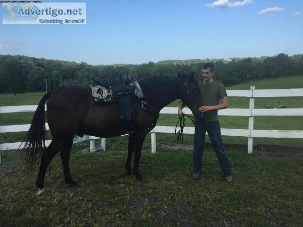 17 year old Tennessee Walker