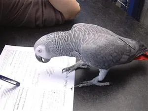 MALE AND FEMALE AFRICAN GRAY PARROTS