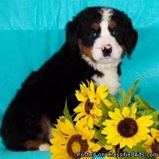 Charlie Male Bernese Mountain Dog AKC