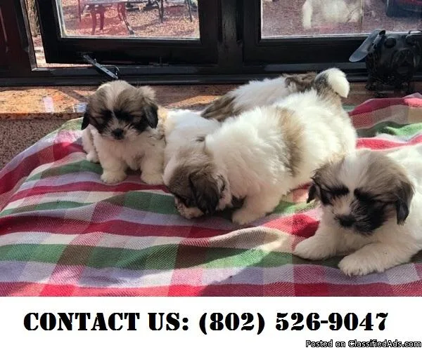 Eager Shih Tzu Puppies for Adoption