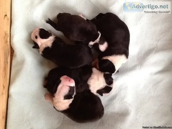 AKC champion bloodline Boston Terriers