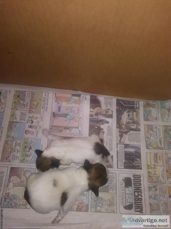AKC Shih Tzu pups