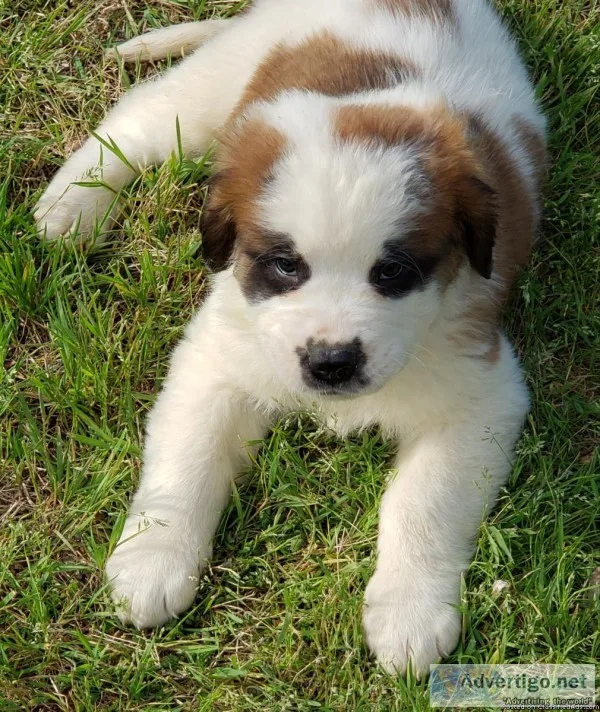 Saint Bernard Pup Girl