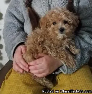 Brice Male Toy Poodle