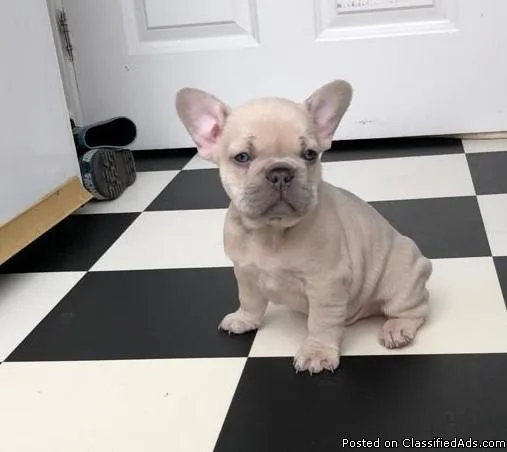 Awesome French Bullies Available