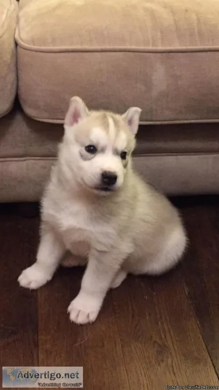 PURE BRED BLUE EYES Husky Puppies .Ready Now for forever homes