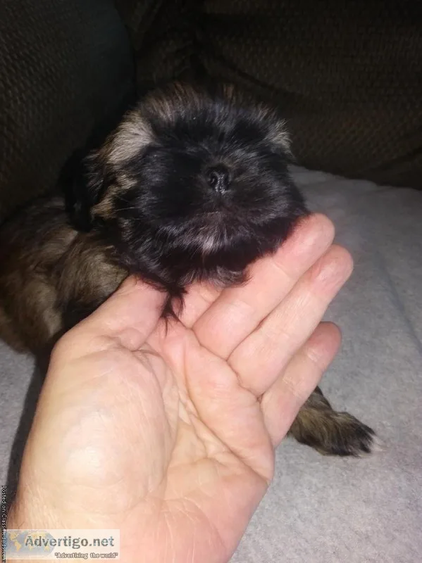AKC Shih Tzu puppies
