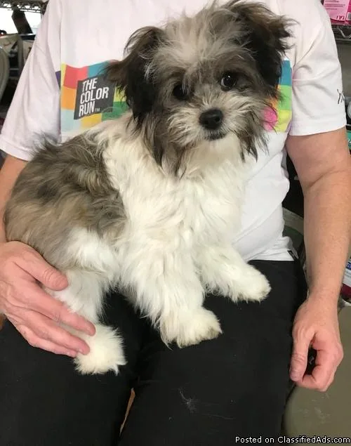 Adorable Lil Shih Tzu Puppies for Sale