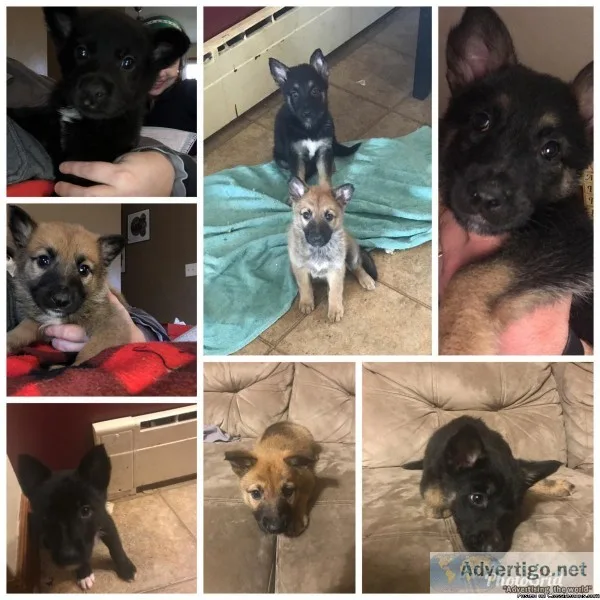 German ShepherdBelgian Malinois Puppies