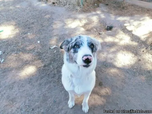 Australianblue heeler mix