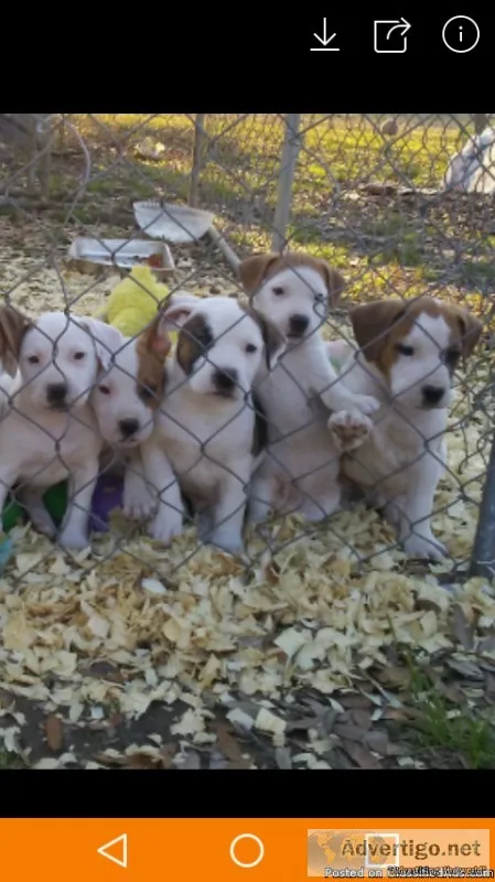 Free puppies