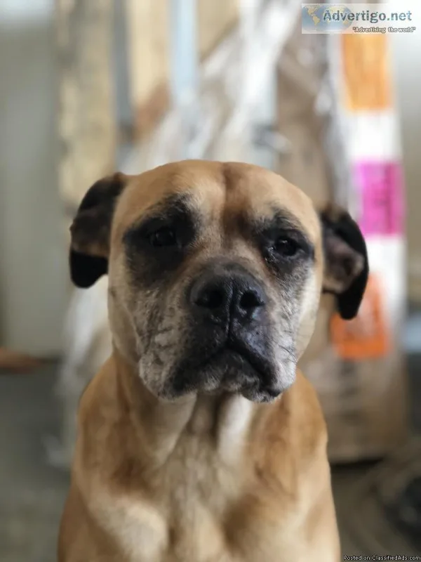 2 boxer mix dogs