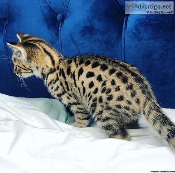 boy and girl savannah kittens