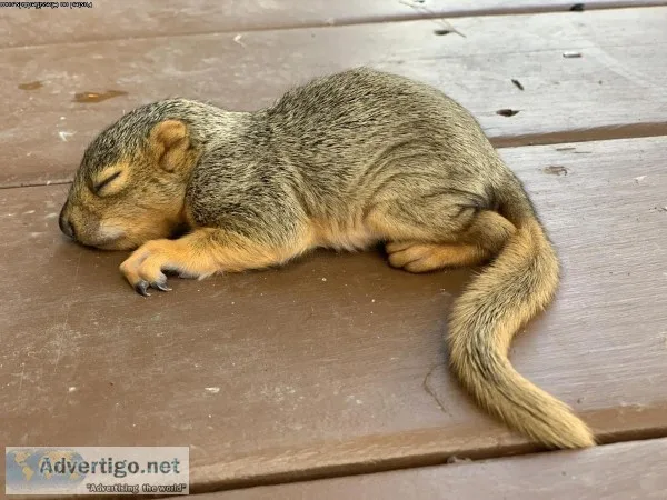 Baby squirrel lost both parents needs your help...