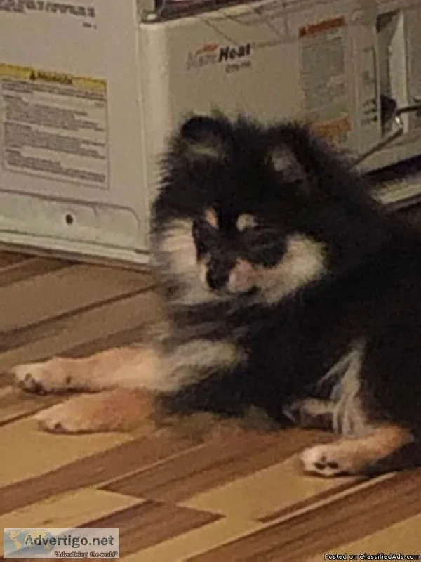 stunning black and tan pomeranian puppy