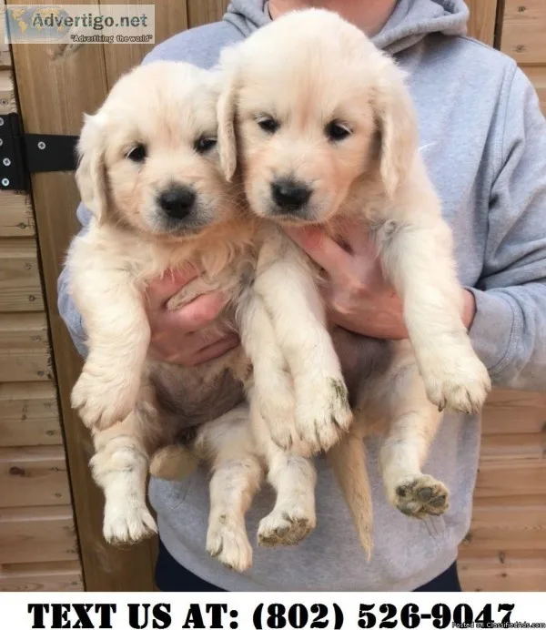 Compassionate Golden Retriever Puppies for adoption