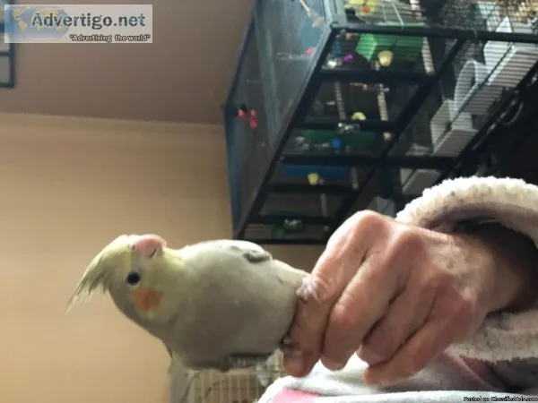 handfeed cockatiels