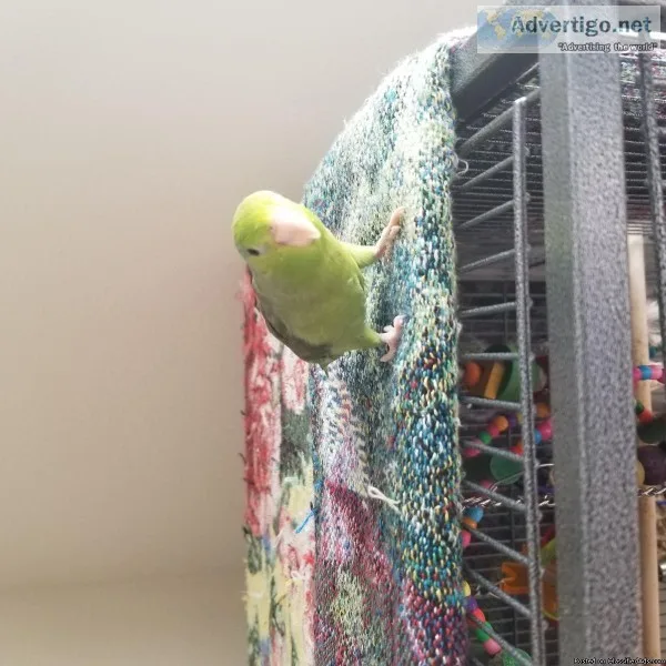 Parrotlet and Cage