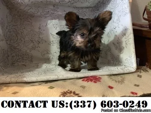Efficient Yorkshire terrier Puppies for Adoption