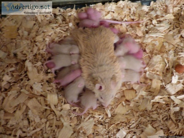 African Soft Furred Rats    Snake Food