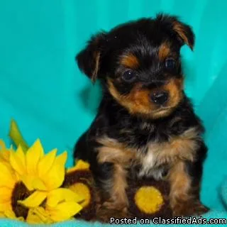 Bubba Male ACA Yorkie