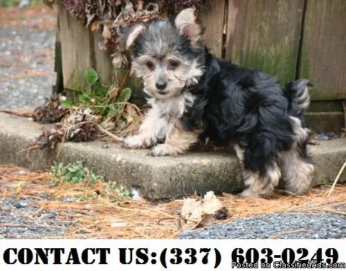 Favorable Yorkipoo Puppies for Adoption