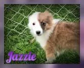 JAZZIE