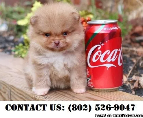 Deserving Pomeranian Puppies for adoption