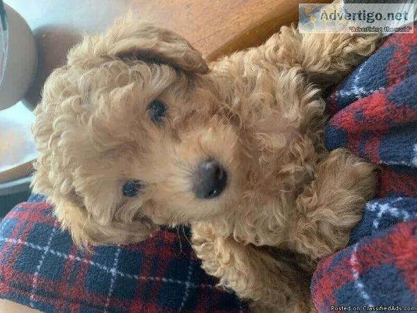 Quality Red Teacup Poodle Puppies