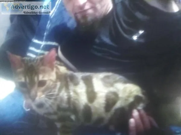 Ezotic Bengal