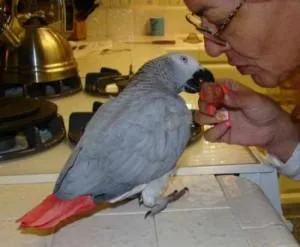 Well Trained Male And Female African Grey Parrots