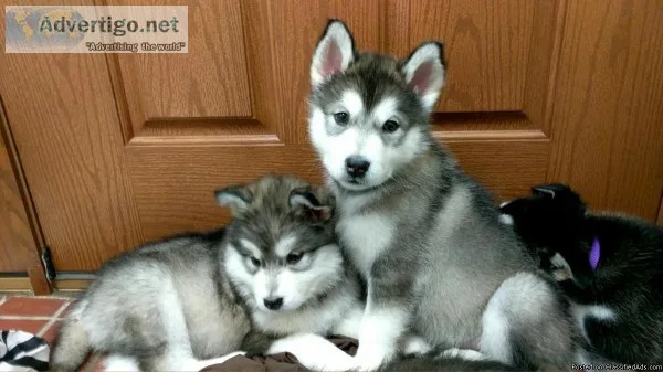 Alaskan Malamute puppies