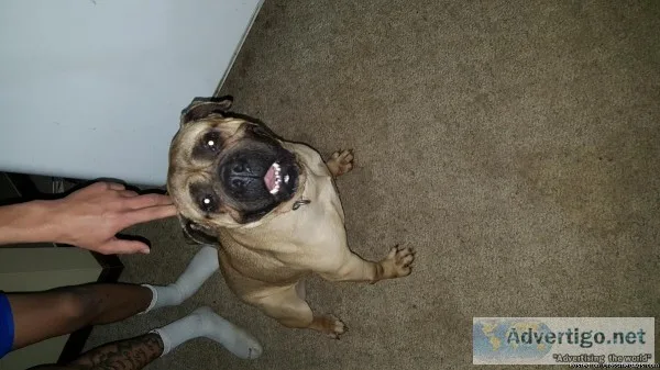 Boxer mix female