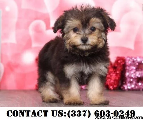 Elegant Yorkipoo Puppies for Adoption
