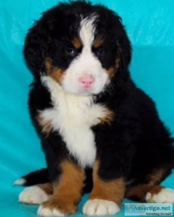 Mason Male Bernese Mountain Dog AKC
