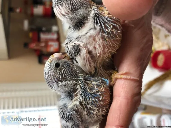 handfed parakeets