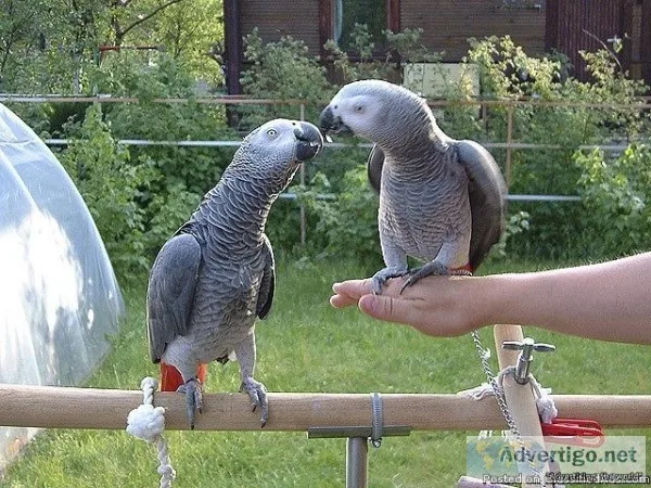 Hand Reared Baby African Grey. - For Sale