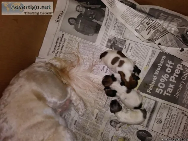 AKC SHIH TZU PUPS