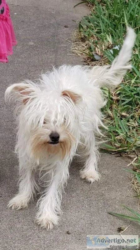 Maltese dog