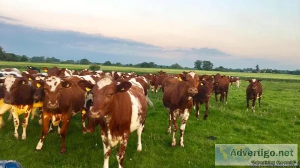 DairyMilking Shorthorn Replacement Heifers