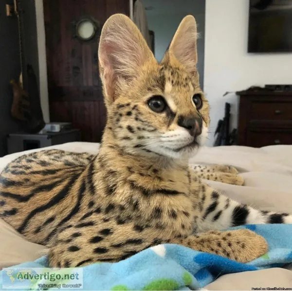 beautiful savannah and serval cats ready