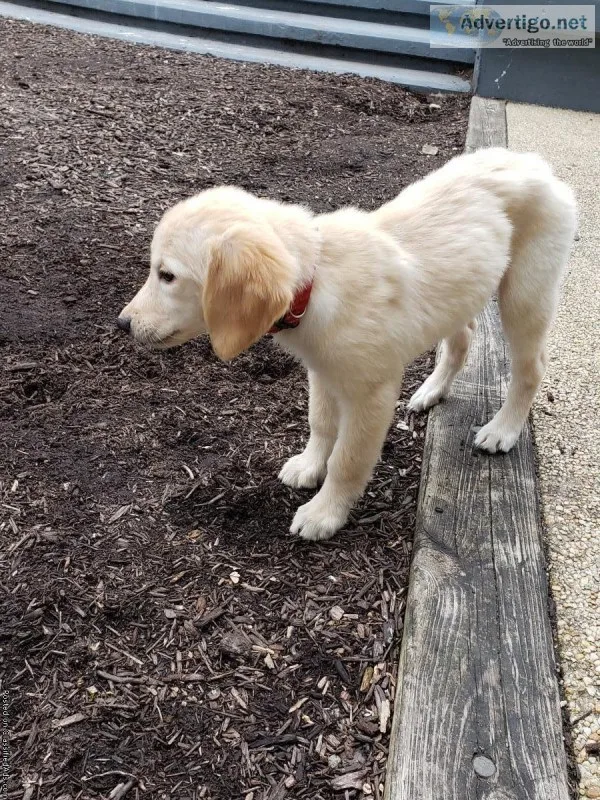 2 months golden retriever for sale