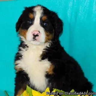 Benson Male Bernese Mountain Dog AKC
