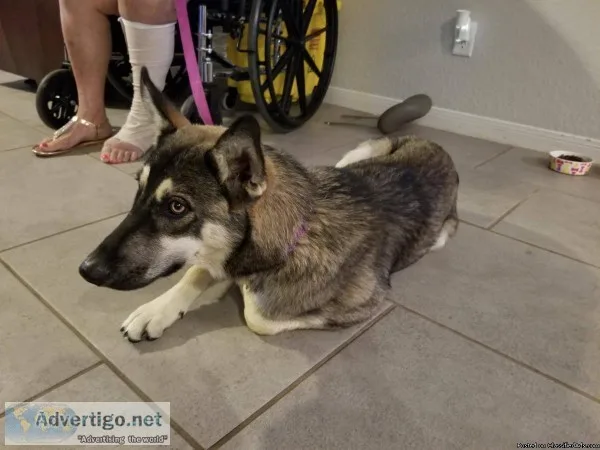 German Shepard needs home