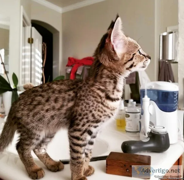 cute savannah f1 and f2 kittens for ready